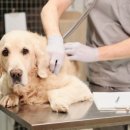 스타동물의료센터 이미지