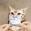 억부닭발 이미지