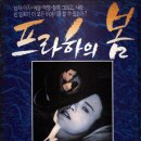 프라하의 봄 Daum카페