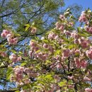씨스페이스24 퇴계원공원점 | 서울 숨겨진 겹벚꽃명소🌸 난지천공원 겹벚꽃 실시간 후기