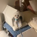 에브리데이 펫 | 초코펫하우스 “사계절 에브리데이 하우스” 후기, 강아지 집 강추!!!