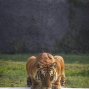 호랑이