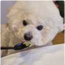 부산애견호텔 강아지 유치원 맘바이 서면본점 이미지