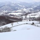 명태덕장 이미지