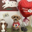 알로하펫 이미지