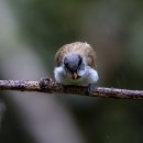 Gyey-headed Parrotbill 이미지