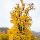 앤토우