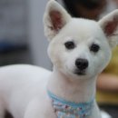 서면펫살롱 이미지