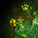 희망의 꿈 이미지