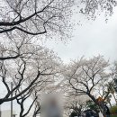 CU(벚꽃점) 이미지