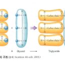 중성지방 낮추는 식사 이미지