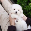 미니펫 강아지분양 고양이분양 강남점 이미지