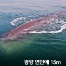 여수해양경찰서광양파출소 | [해양수산] 광양항 송도 연안에서 길이 약 15미터에 달하는 대형 향유고래 목격