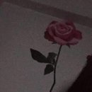 삐삐문구사