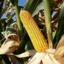 세종사료 이미지