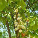 마로니에 이미지