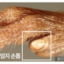 작은손톱