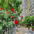 CU한라비발디 이미지