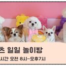 명품 애견유치원 호텔 이미지