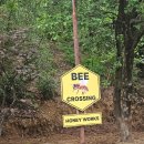 칠포농장 | [포항] 연일 허니웍스 : 산속 고즈넉한 카페, 양봉장 카페