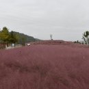 합천 신소양 체육공원 핑크뮬리 금계국(1) 이미지