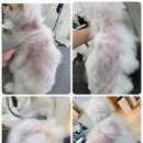 댕댕사우나 이미지