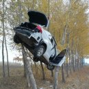 비행기나무 이미지