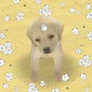 맘편하개 | ˚₊‧꒰ა 4월 소비목록 ☆ ໒꒱ ‧₊˚