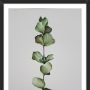 보태니컬&팝아트 이미지