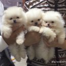 미묘하개 이미지