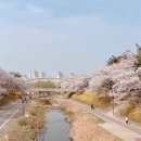 황새울공원 | [명소] 분당 벚꽃명소 황새울공원 벚꽃놀이 후기