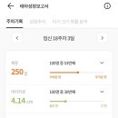 코끼리잠
