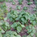 여리농장 이미지