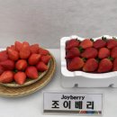 보광전기조명 | 조이베리(Joyberry) 재배기술