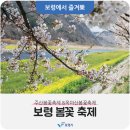 봄꽃 축제 총정리 -- 충남 보령 이미지