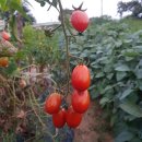 가서농장2 이미지