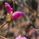 약이 되는 산야초 이미지