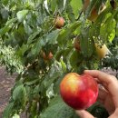 한반동농장 이미지