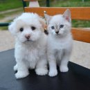 강아지와 고양이 이미지