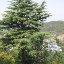 죽도봉길 이미지