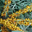 비타민나무(Vitamin Tree-Hippophae rhamnoides-Sea Buckthorn), 사극나무(沙棘木) 이미지