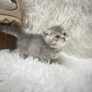 수원고양이분양 도레미캣 이미지