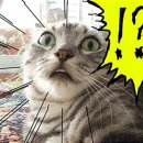 대명여행사 이미지