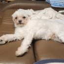 소울림(林)소고기국밥 | 2023 새우 맛집 어워즈