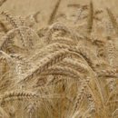 인생 핏 이미지