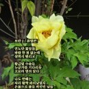 모란