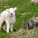 양한마리 이미지