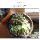 명월이