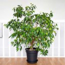 좋은나무 이미지