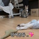 이거 존나 감동 ㅠㅠ 유튜버분이 후지마비 고양이 임보했는데 이미지